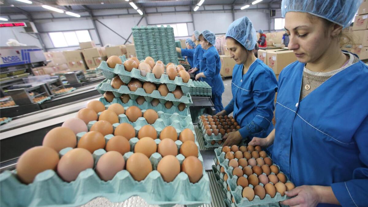 На Вологодчине планируют увеличить производство куриных яиц