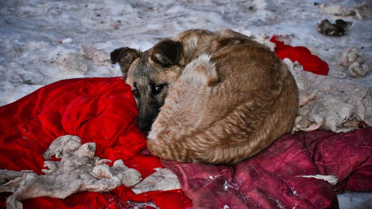 Догхантер признался в массовом убийстве собак в Вологде
