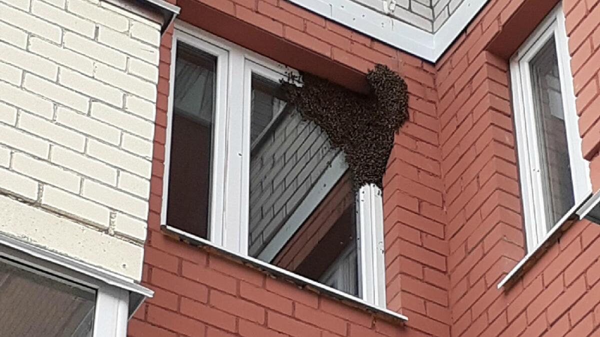 Пчелы решили устроить дом на окне вологодской квартиры