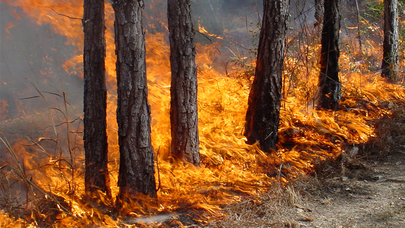 В Вологодской области зарегистрированы два лесных пожара