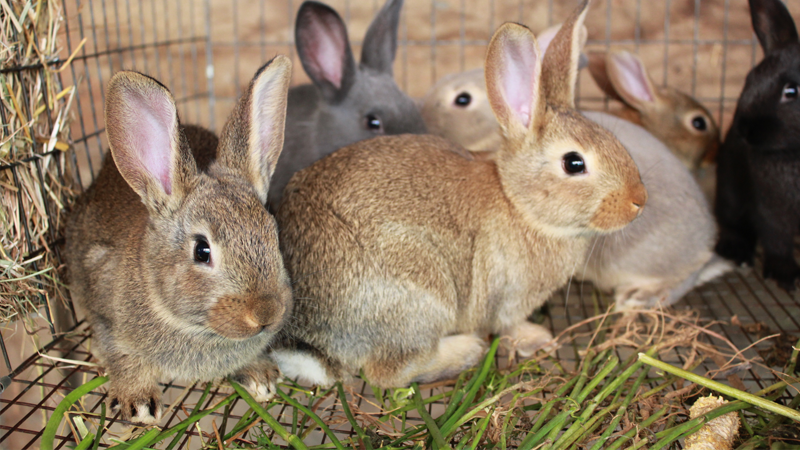 Вологжанин украл у соседа кроликов и съел их