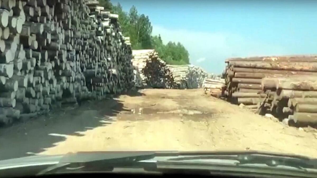 Чёрные лесорубы вырубили деревьев на 173 млн. руб.