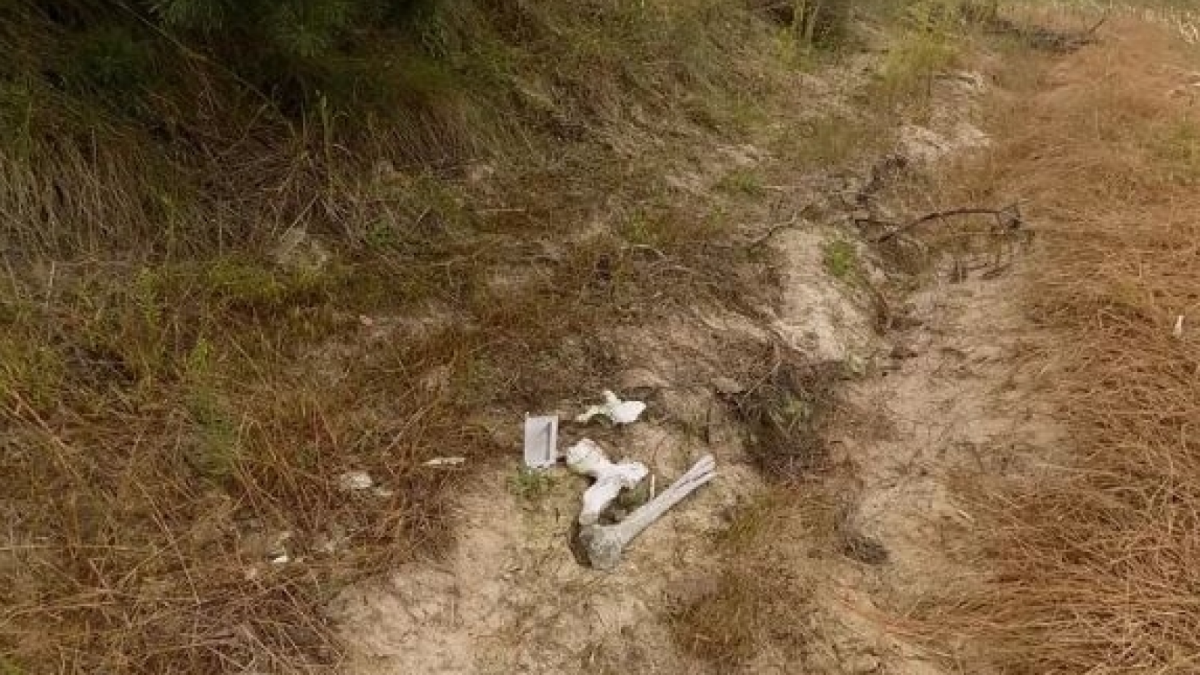  В Нюксенском районе нашли останки человека