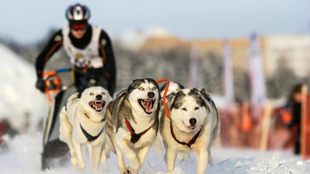 В эти выходные на Вологодчине пройдет этап Кубка мира по ездовому спорту на собачьих упряжках
