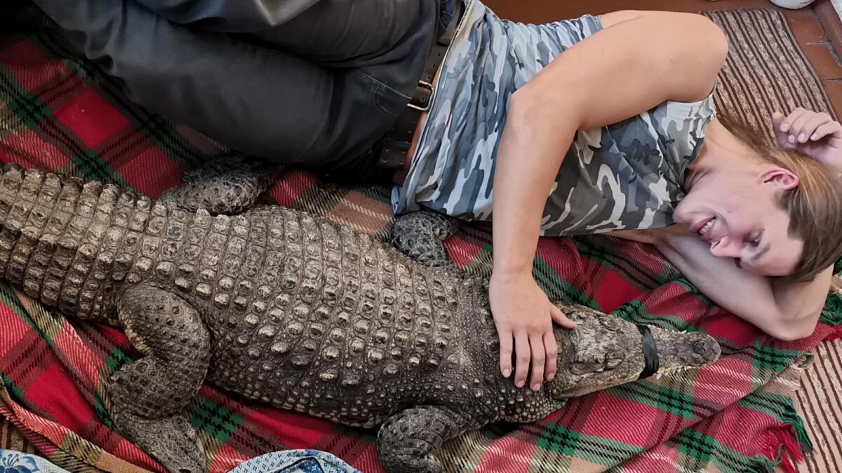В Вологде ищут водителя для перевозки крокодила