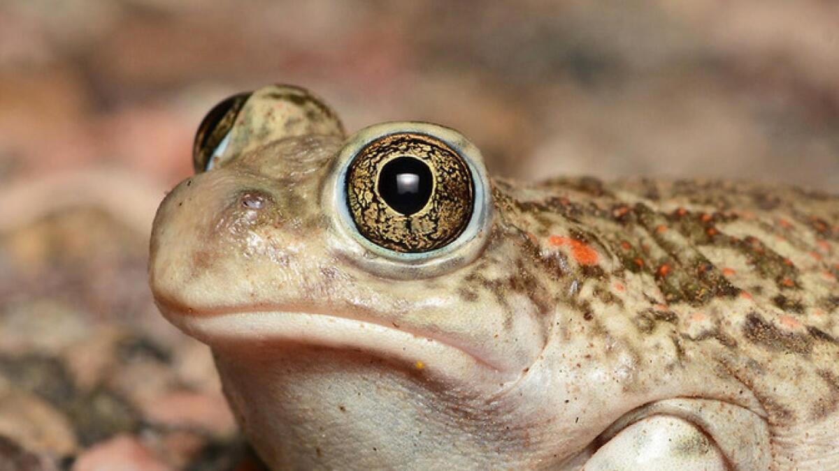 Прокуратура Вологды требует запретить сайт, где продаются сушёные жабы