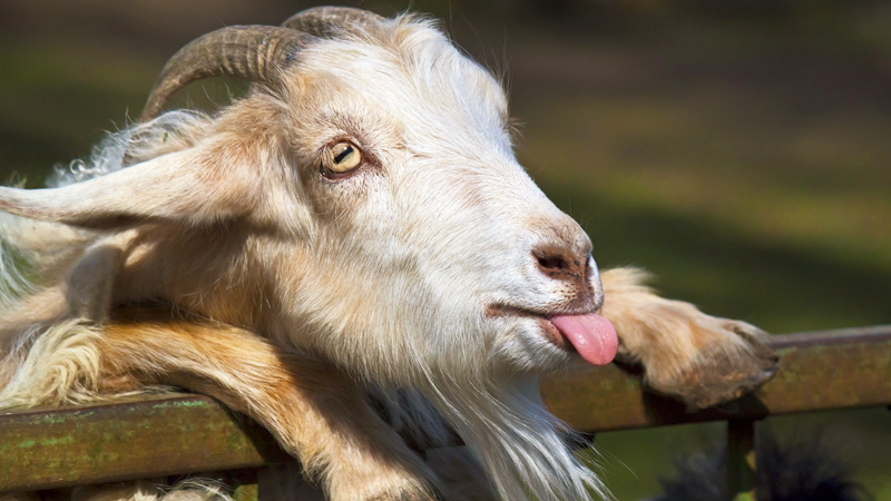 В Соколе зять похитил у тещи козу, чтобы приготовить шашлык