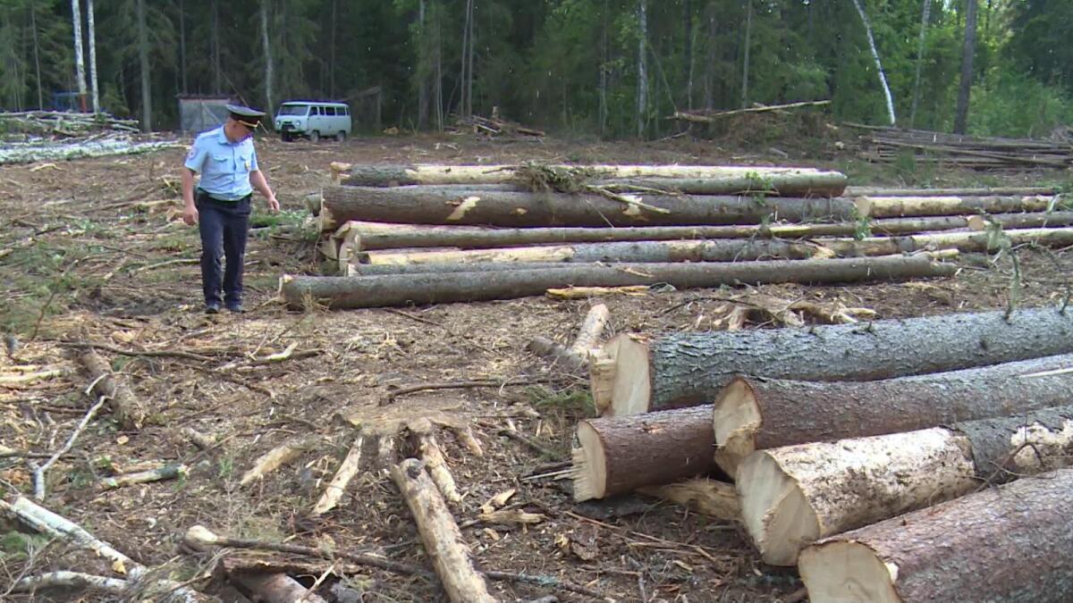 Главу поселения отстранили от должности за незаконно вырубленный лес