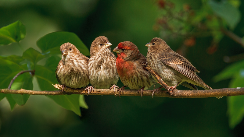 Пение птиц помогает справиться с депрессией и стрессом