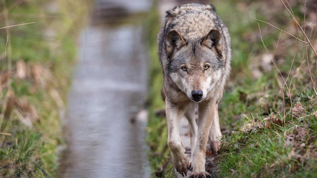 Охотникам заплатят за добытых волков