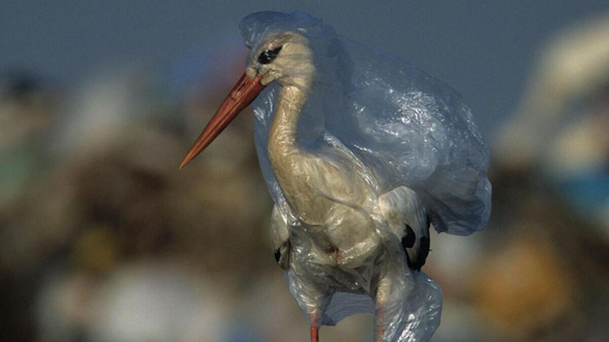 В России могут запретить пластиковые пакеты