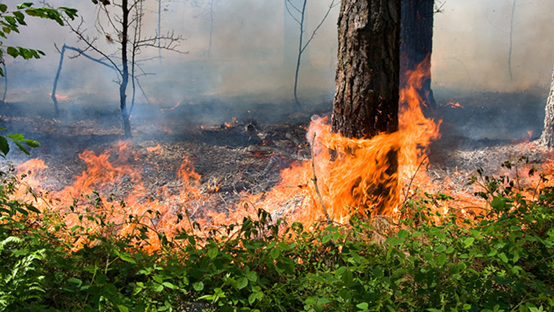 Три лесных пожара произошли на прошлой неделе в Вологодской области