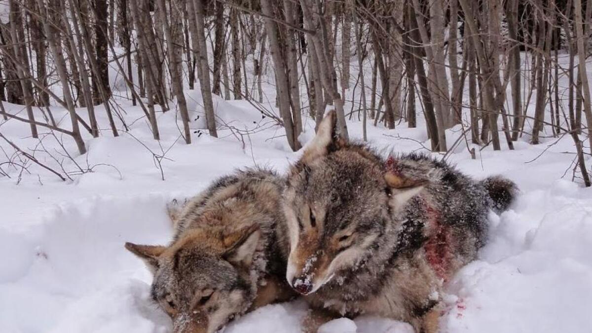 67 волков убито на Вологодчине за начало 2020 года