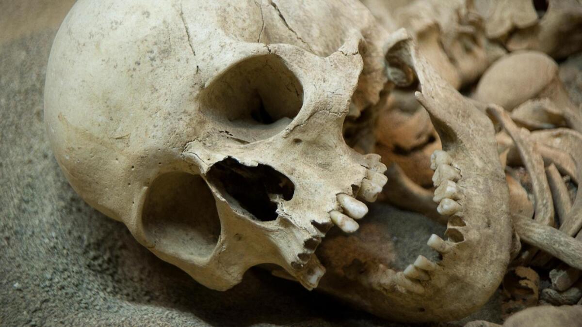 Под Череповцом нашли человеческий скелет