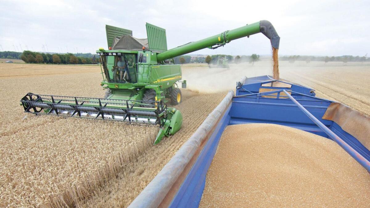Россия запретила вывоз за рубеж твердой пшеницы