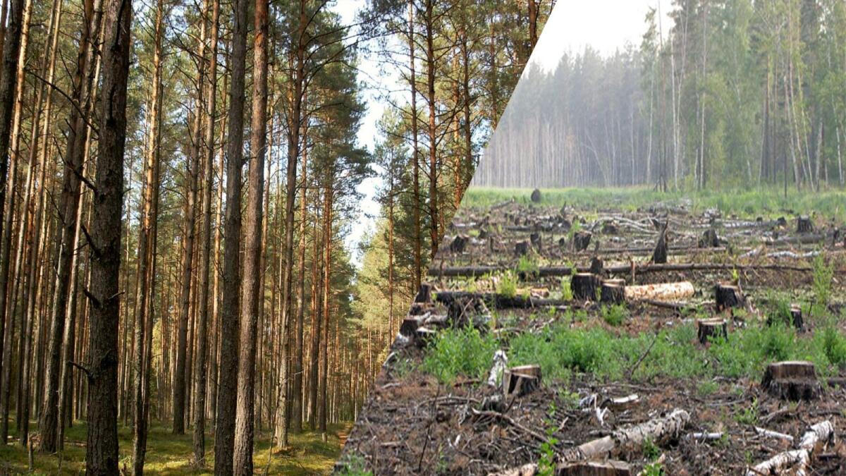 Сколько потратили на сохранение лесов Вологодчины?