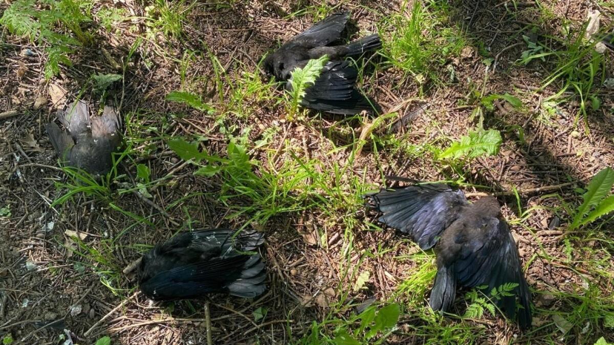 В Вологодском округе массовая гибель птиц