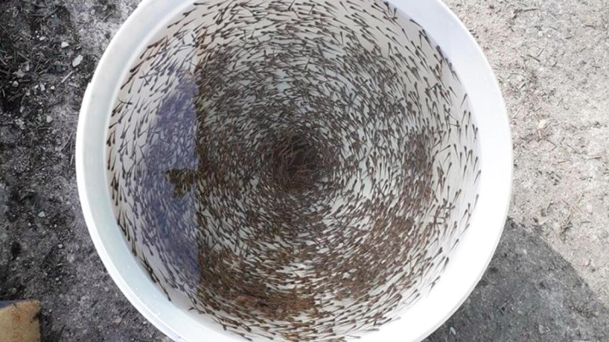 6 миллионов личинок рыбы семейства лососевых выпустили в вологодскую реку