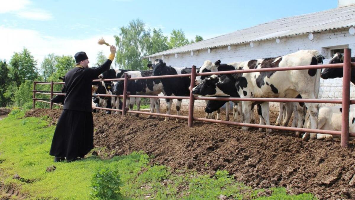 На Вологодчине освятили 2 тысячи коров 
