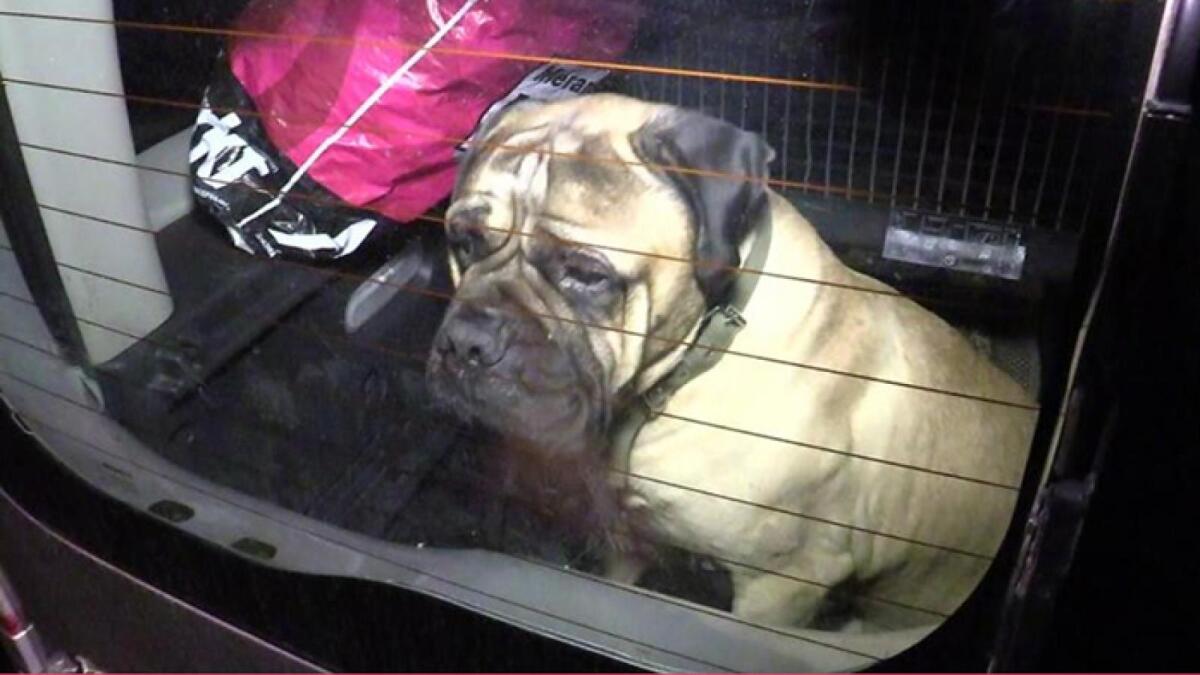 Жители Санкт-Петербурга обнаружили собаку, запертую в автомобиле с вологодскими номерами