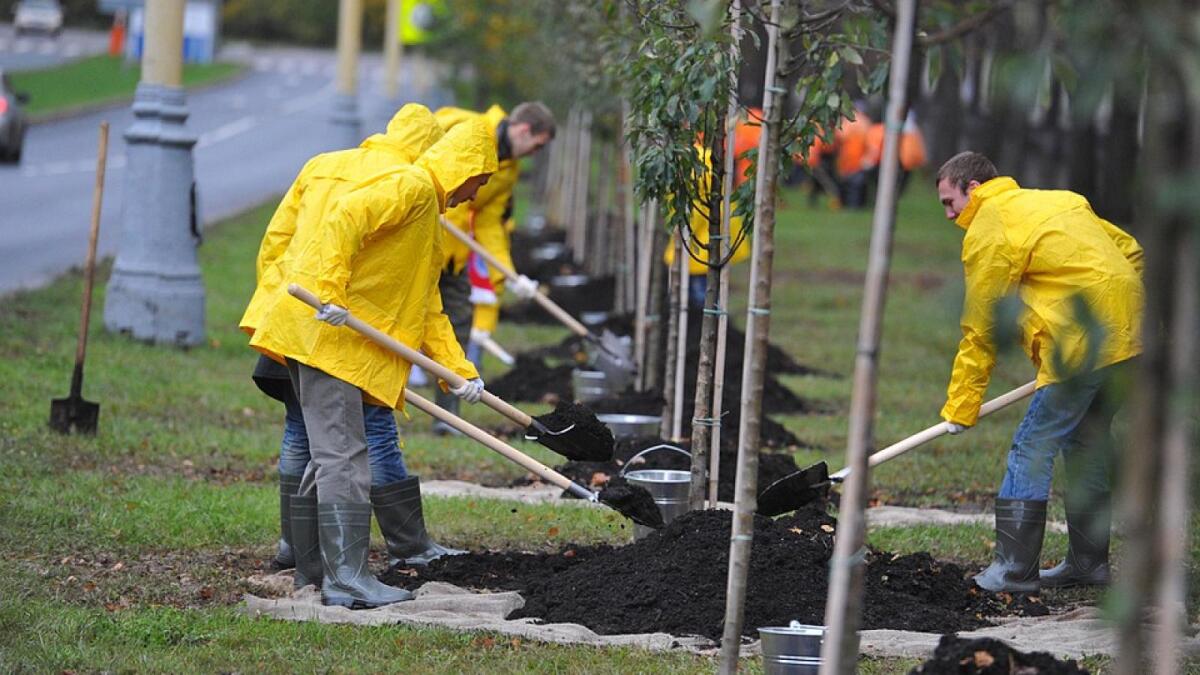 200 тыс. деревьев хотят высадить в Вологде