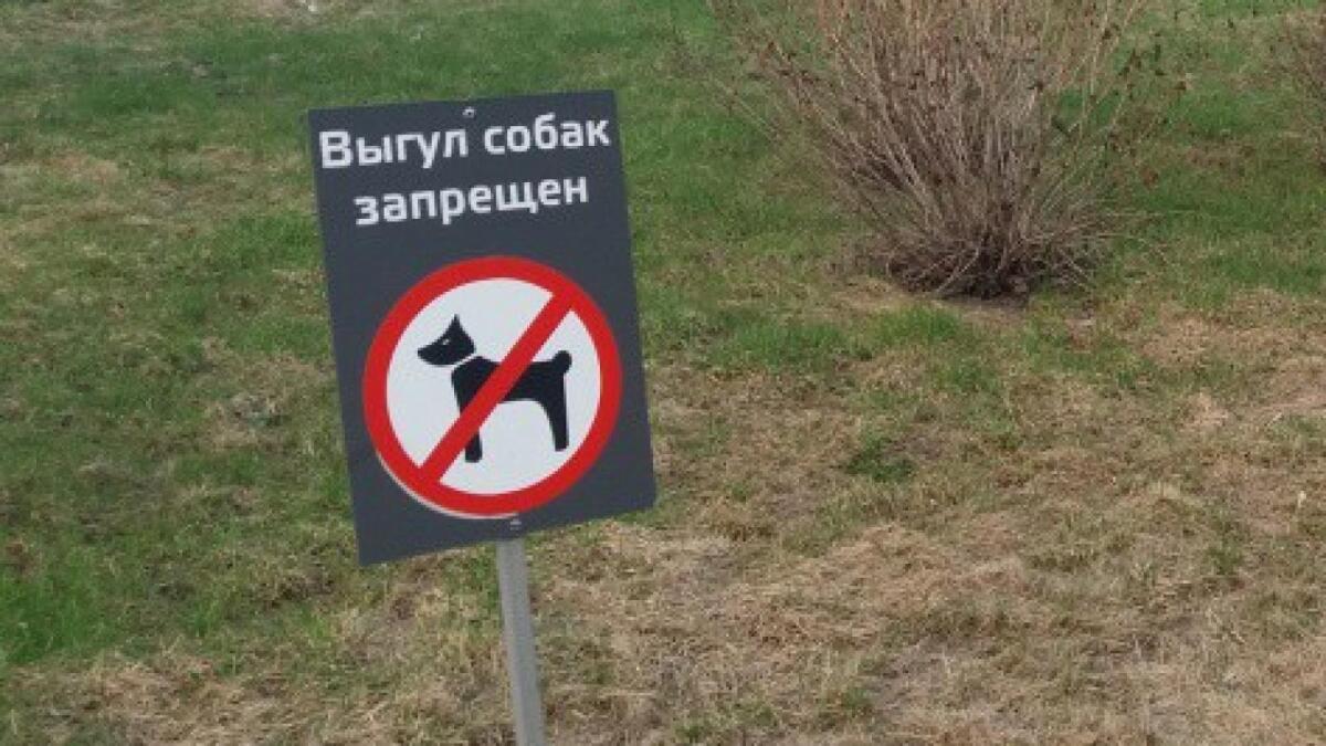 Правила выгула собак в Вологде