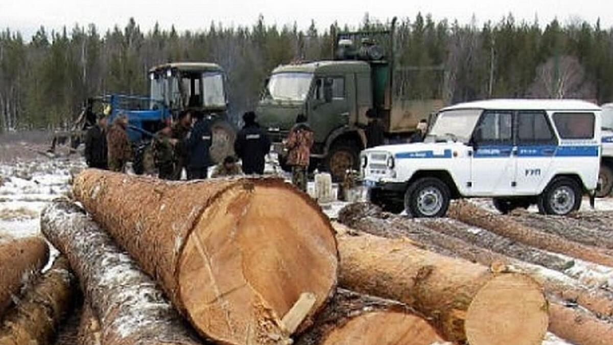 Банду «чёрных» лесорубов осудят на Вологодчине