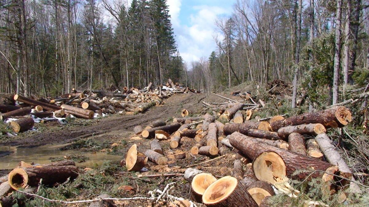 Вологжанин вырубил леса на 170 млн. руб.
