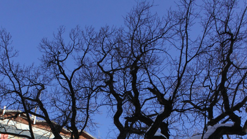 В Череповецком районе обнаружили труп женщины, висящий на дереве