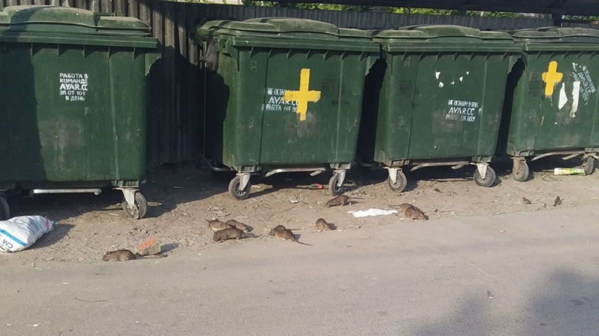 В Лосте мусорную площадку захватили крысы