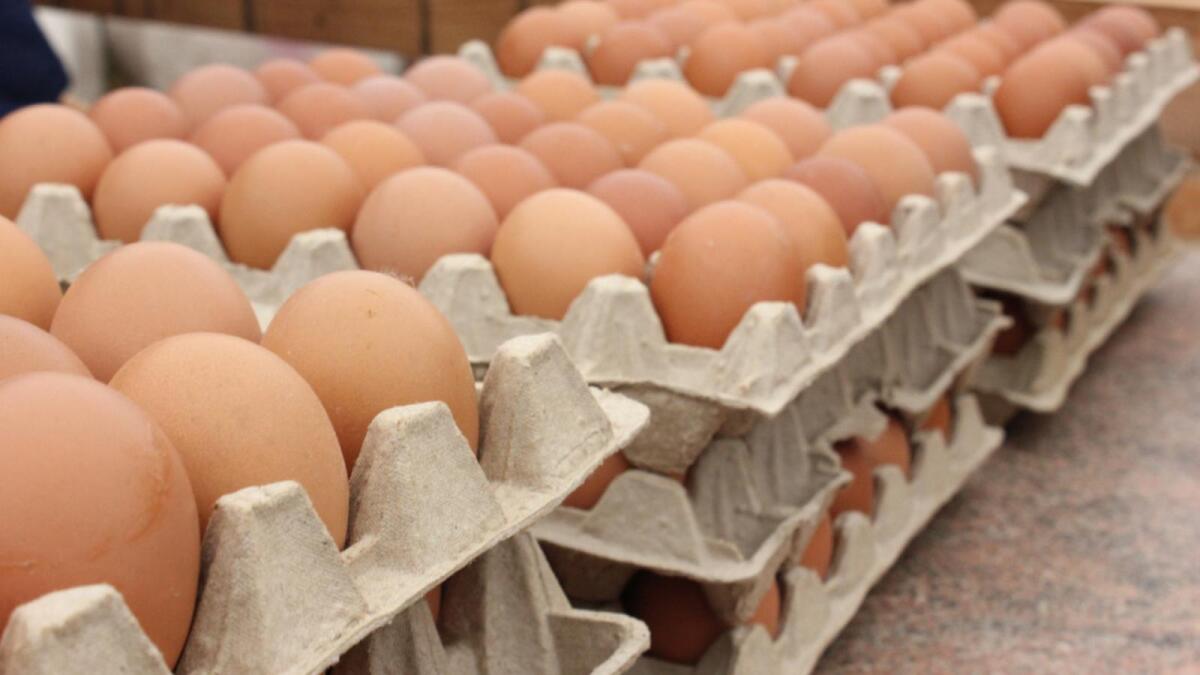 Снова разрешена продажа яиц Малечкинской птицефабрики