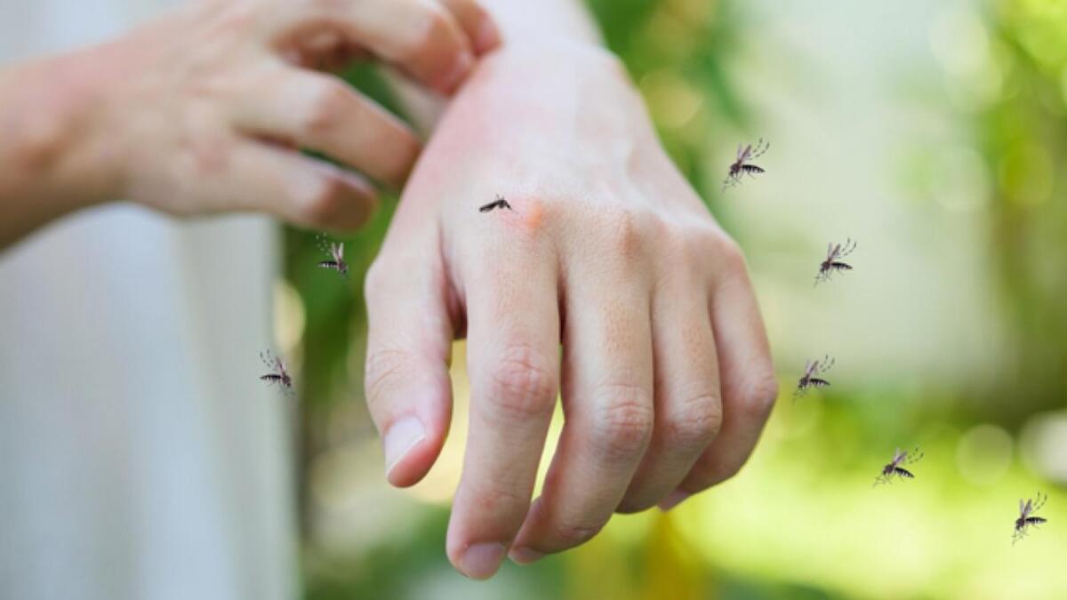 Учёные выяснили, кого чаще кусают комары