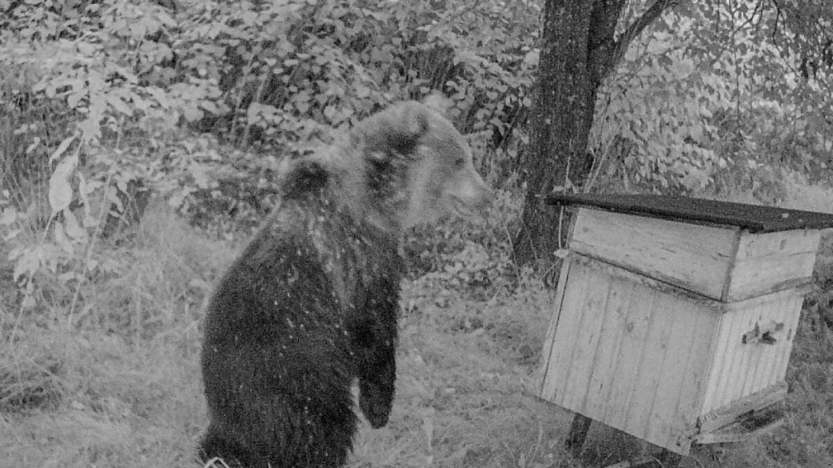 В Вологодском округе медведь разорял пасеки