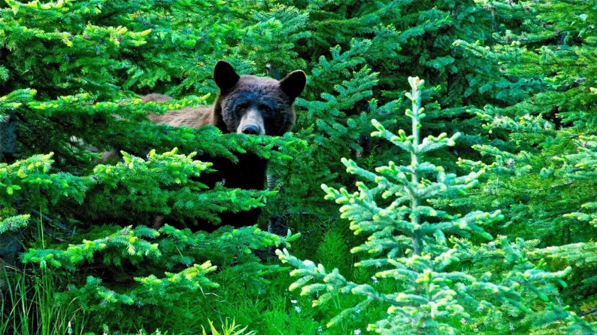 Полицейская спасла мужчину от медведя в Череповецком районе