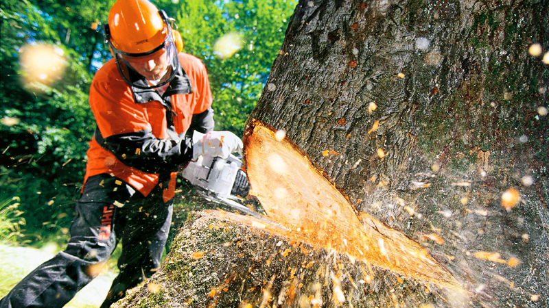 В Никольске во время лесозаготовительных работ на мужчину упало дерево