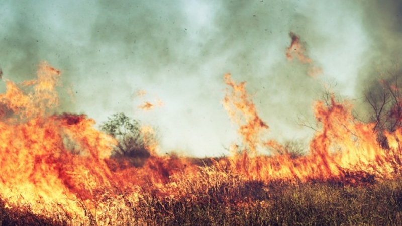 С 20 апреля на Вологодчине вводится особый противопожарный режим