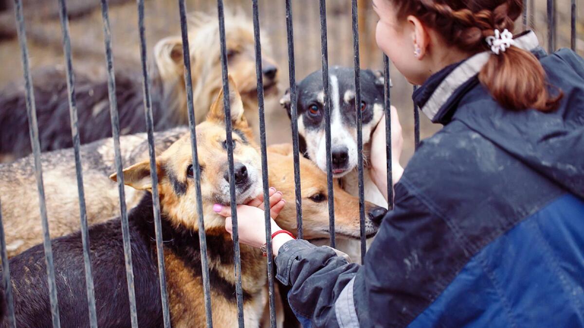 На Вологодчине введут закон об ответственности приютов для животных
