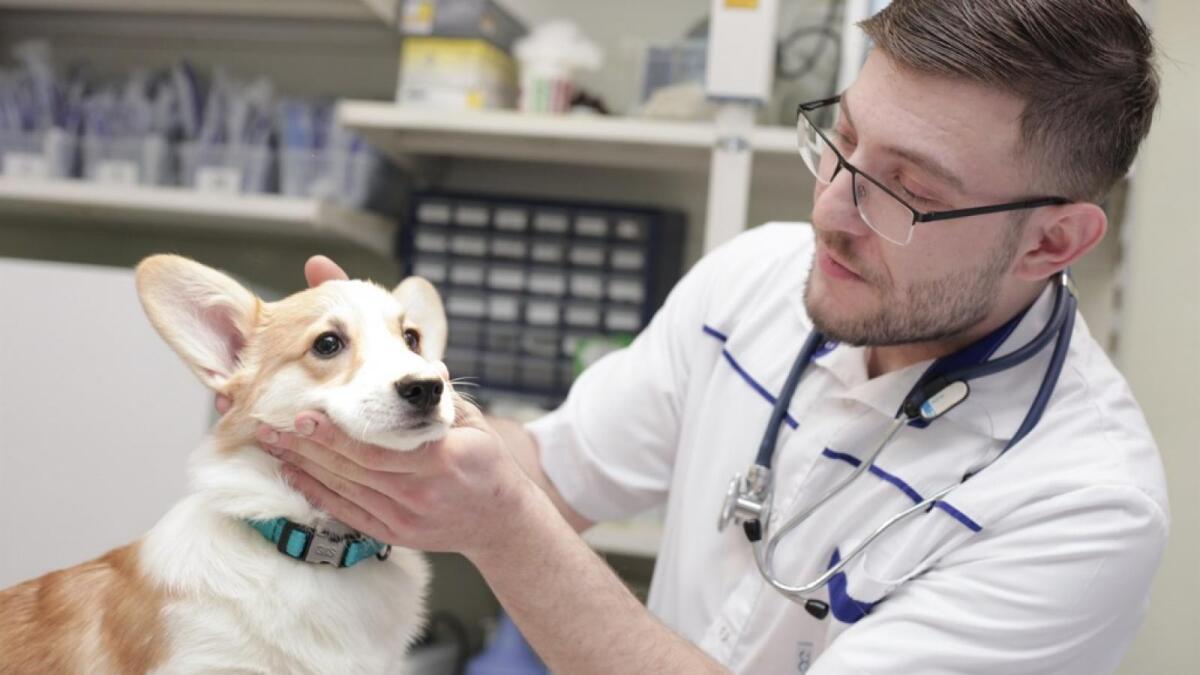 Вологодским медикам помогают ветеринары