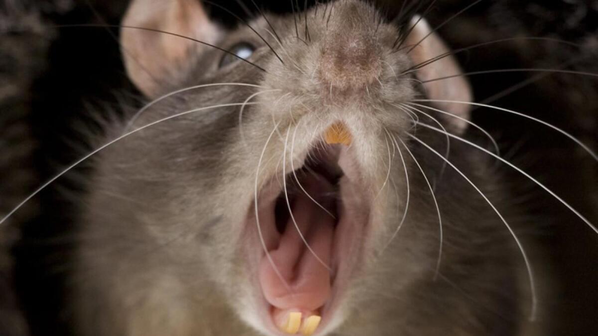 Крысы покусали вологодских третьеклассников