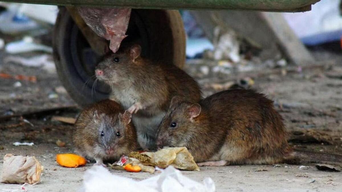 Жители Вологды жалуются на нашествие крыс
