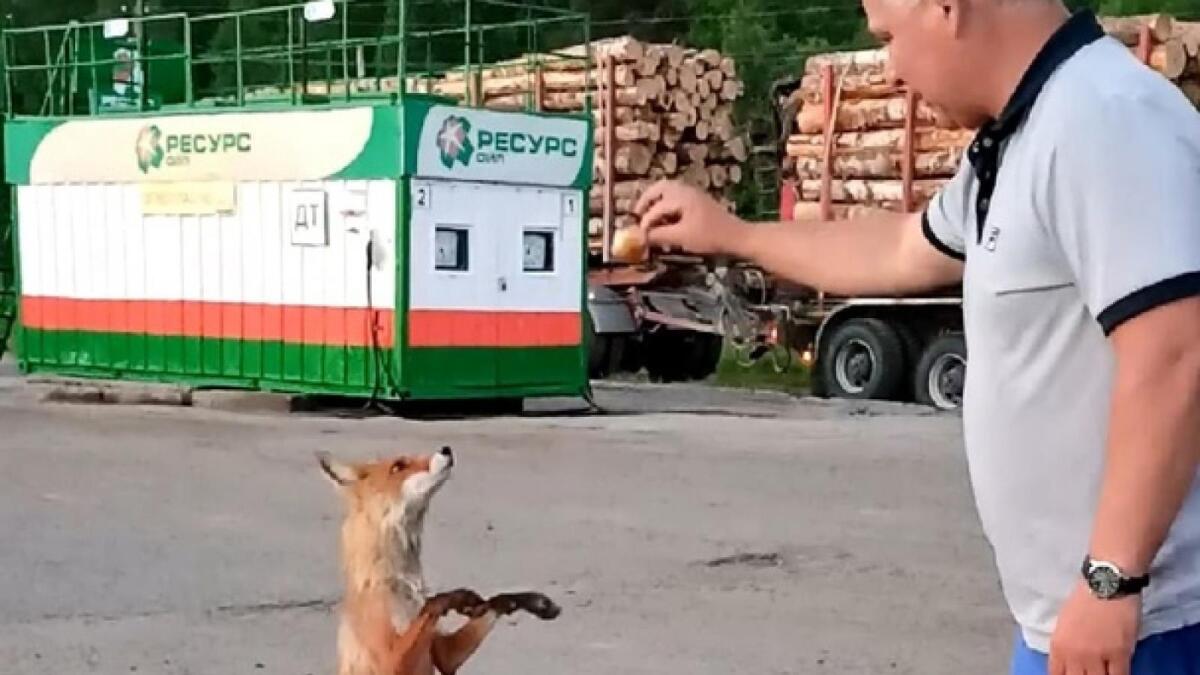 Лиса выпрашивает еду в Чекшино