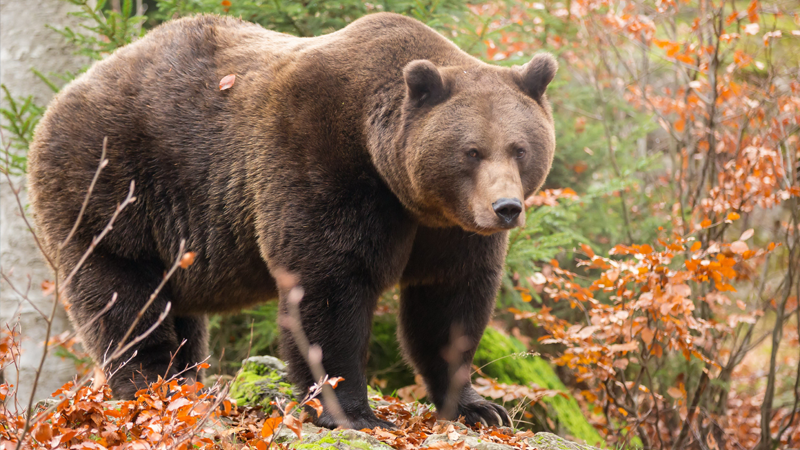 Охотника из Шексны накажут за незаконную добычу медведя