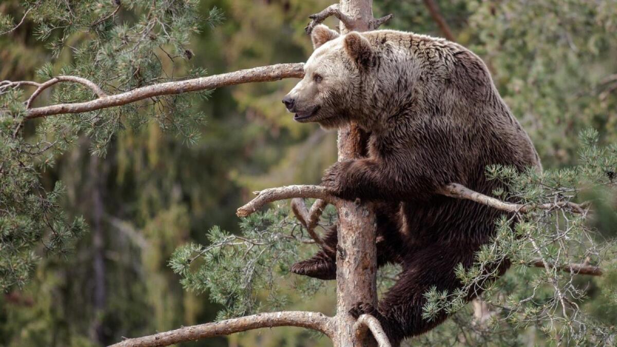  В лесах Вологодчины охотники добудут больше 1000 медведей