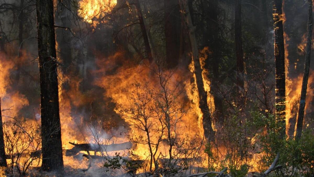 В лесах региона ожидается четвертый класс пожароопасности