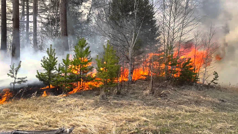За прошедшую неделю на территории области зарегистрировано 2 лесных пожара