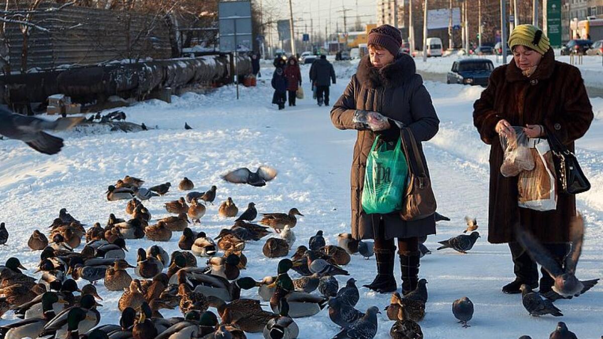 Вологжане переживают за уток