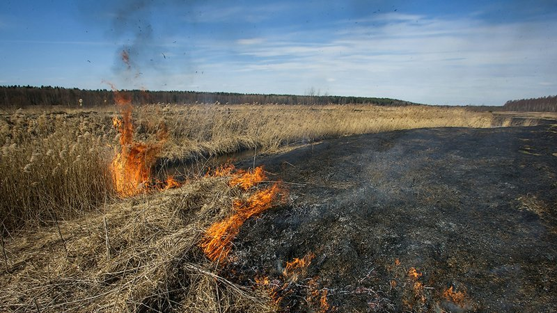 В Вологодском районе загорелась сухая трава