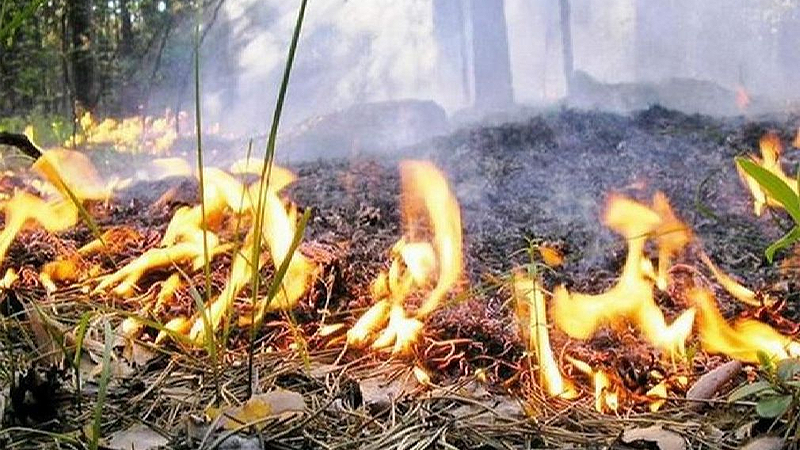 Лесные пожары ожидают в Великоустюгском районе
