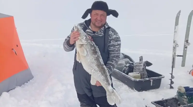 Огромного судака поймали на Вологодчине