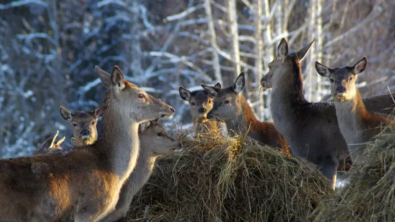 Оленья «Ферма на Маркуше»